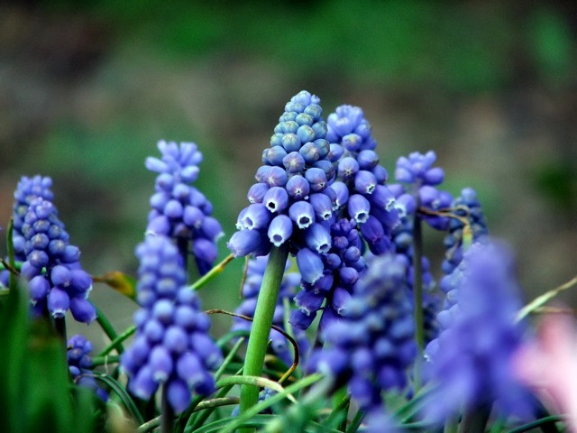 Muscari armaniecum/Örmény gyöngyike