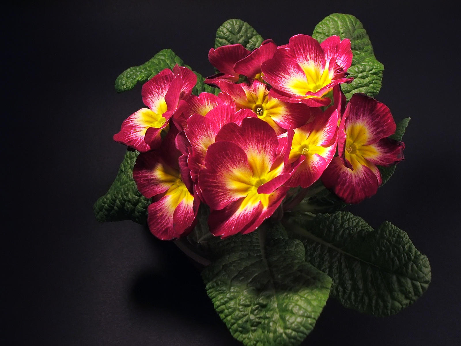 Primula