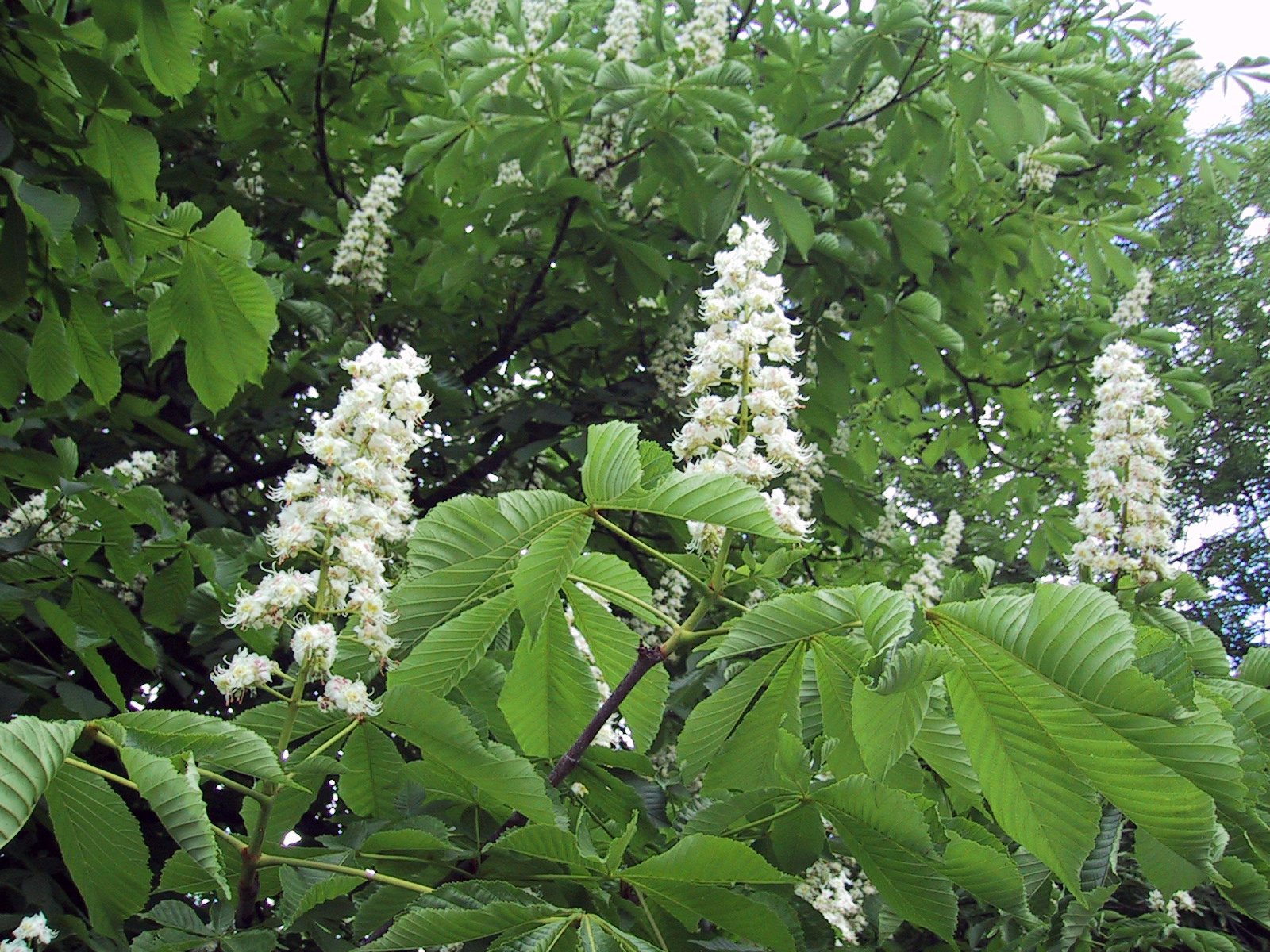 Virágzó vadgesztenye/Aesculus hippocastanum