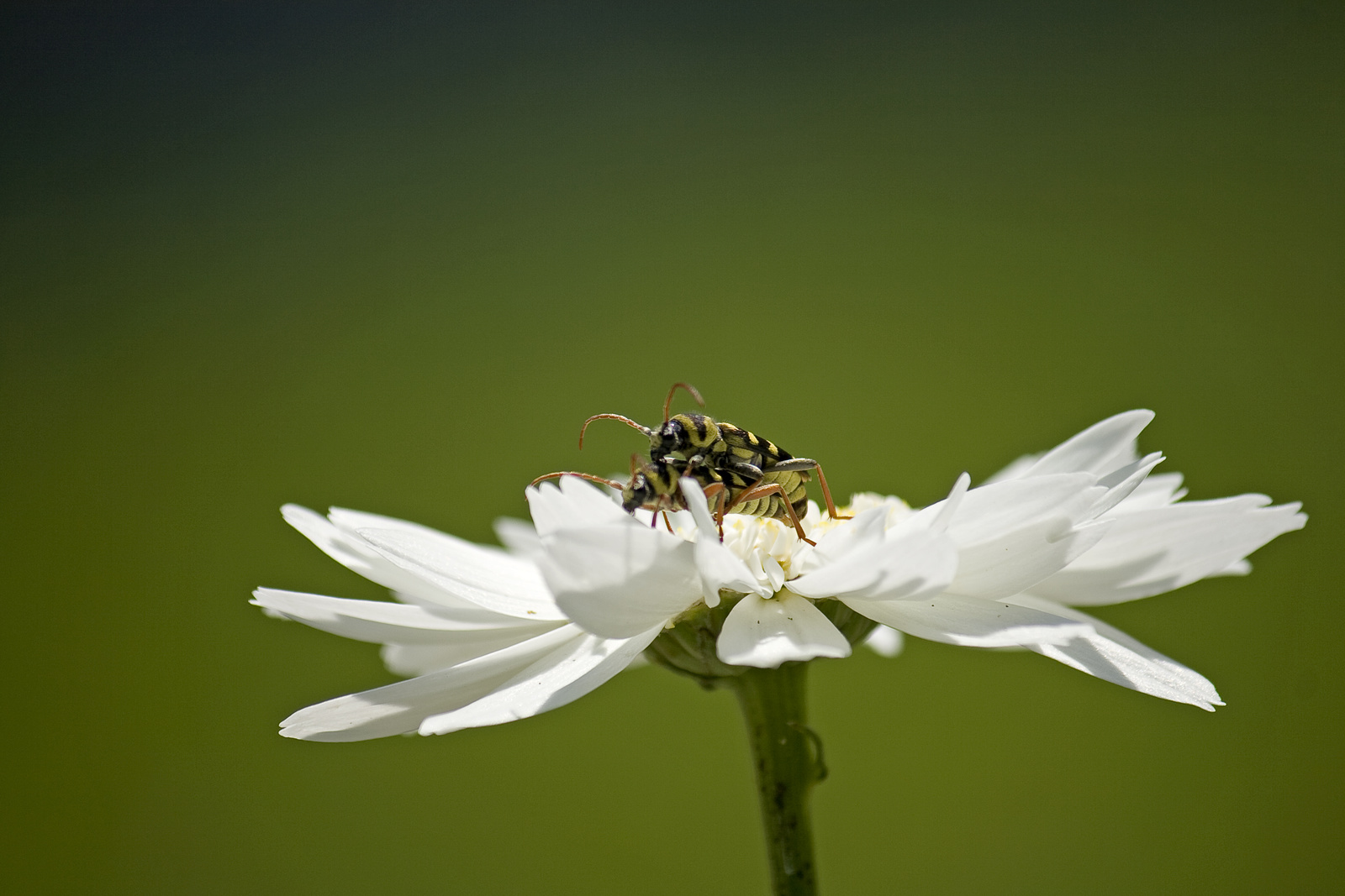 sex on the flower