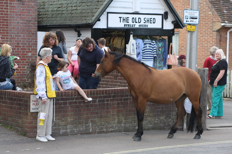 new forest picnic-37