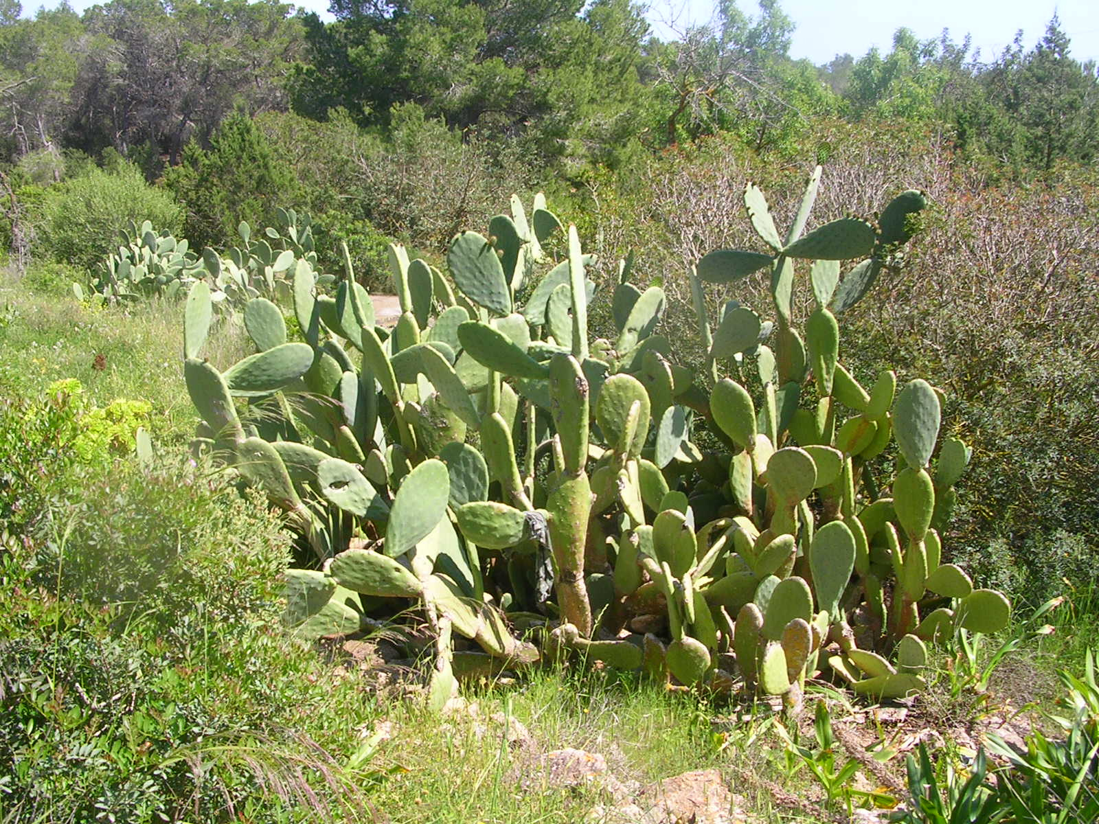 sok nagy kaktusz