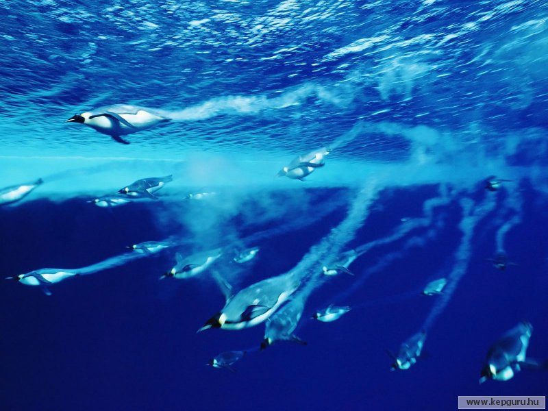 Cs�sz�pingvinek a v�z alatt-Antarktisz