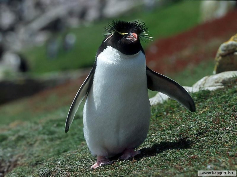pingvin-016