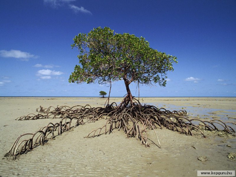 Mangróvefa-Daintree Nemzeti Park-Ausztrália