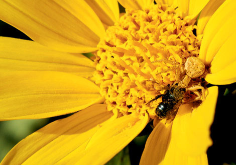 crab-spider-flower-GBDPG012-ga