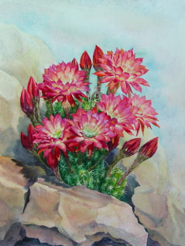 Blooming Echinopsis Cactus482