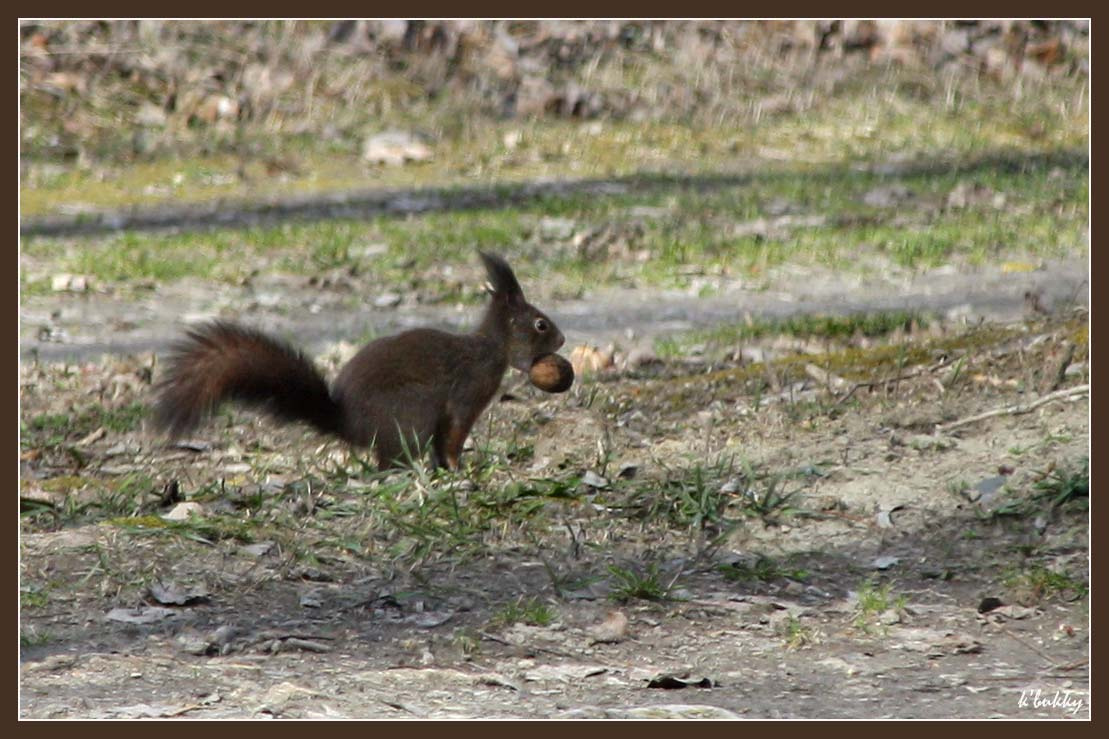 a mókus és a dió