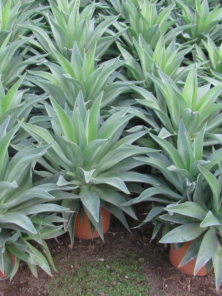 AGAVE DESMETTIANA C3L