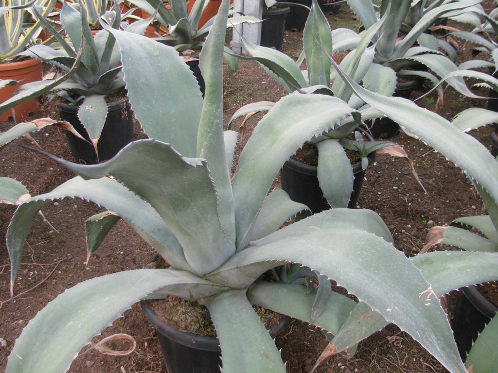 AGAVE FEROX C30L