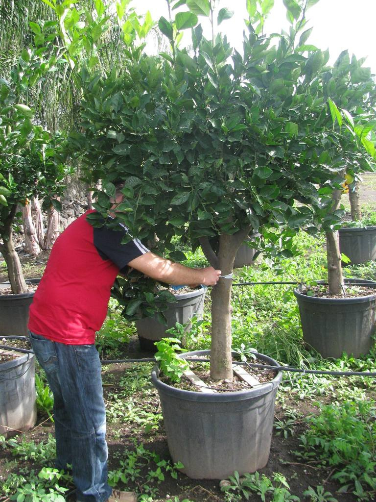 CITRUS SINENSIS XXTRA C130L