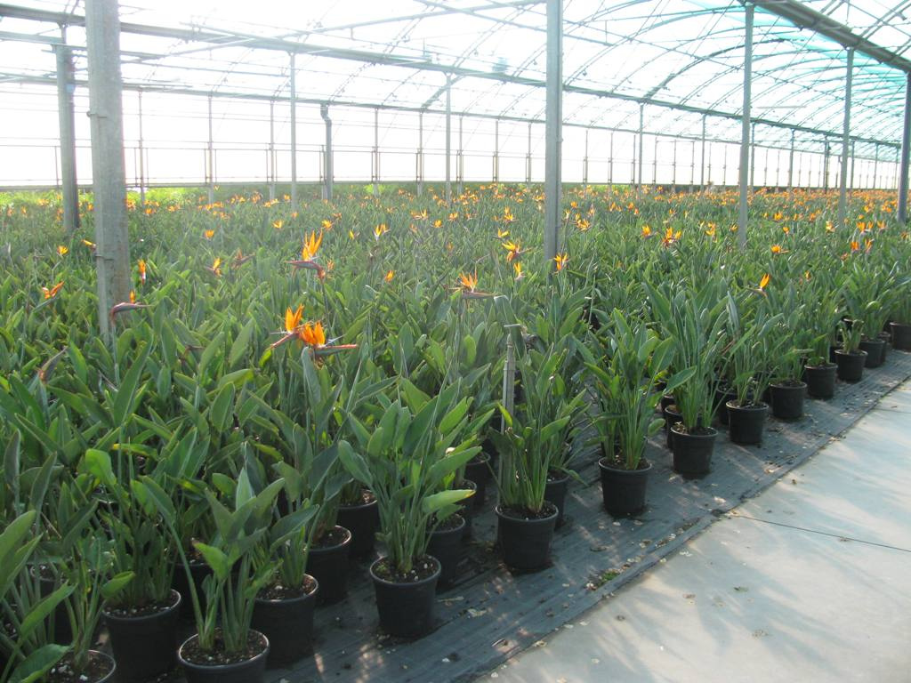 STRELITZIA REGINAE C9L 02