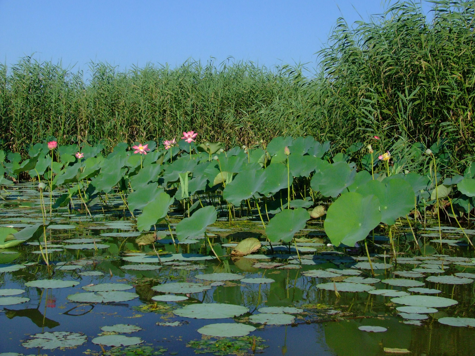 Irán 2232 Laguna Bandar-e Anzali