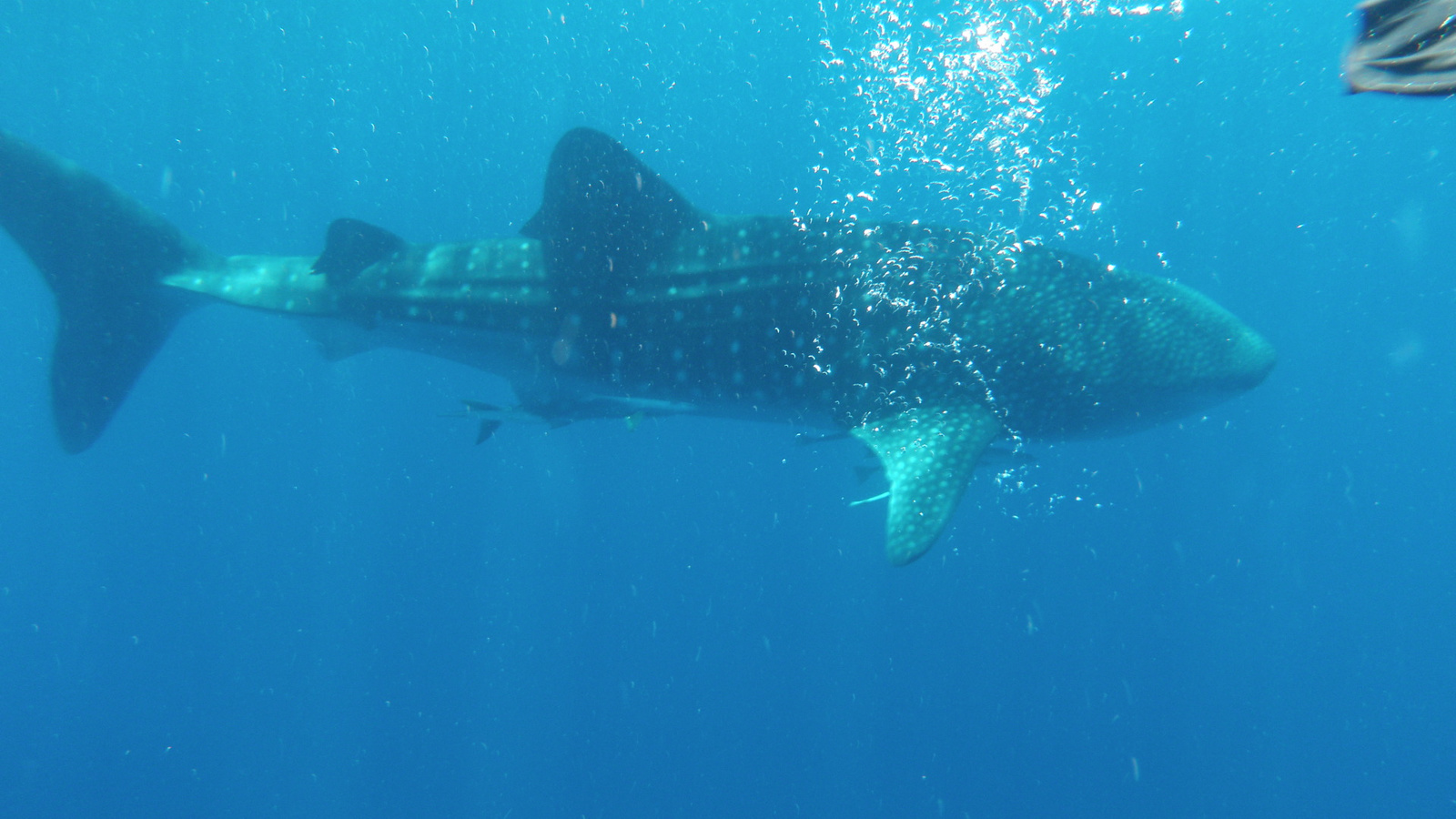 26.march.2010-whaleshark tour-Exmouth (82)