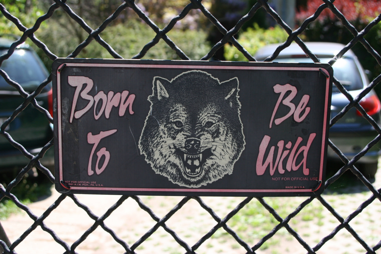 IMG 5380 Born to be wild