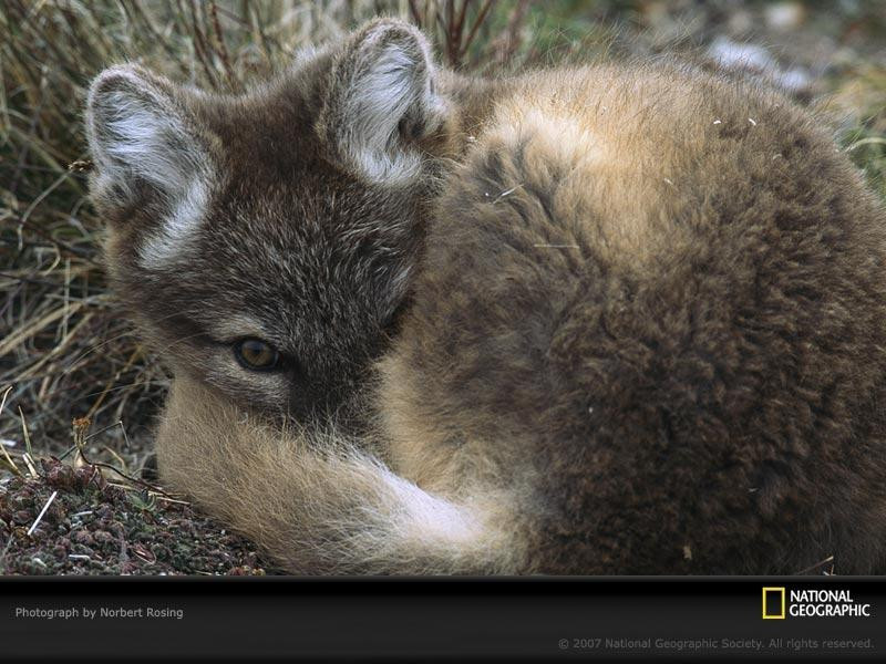 arctic-fox-pup-canada-762529-sw (Medium)