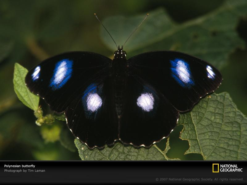 black-butterfly-polynesia-734417-sw (Medium)