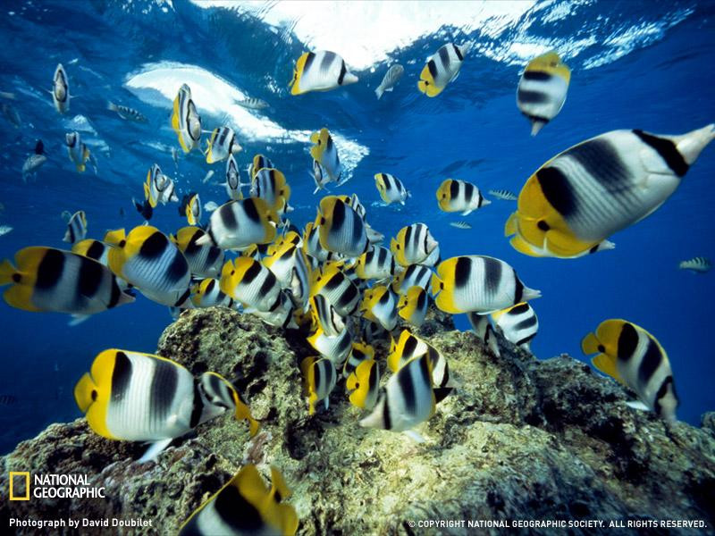 butterflyfish-undersea-sw (Medium)