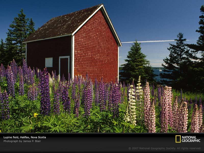 halifax-lupine-field-73809-sw (Medium)