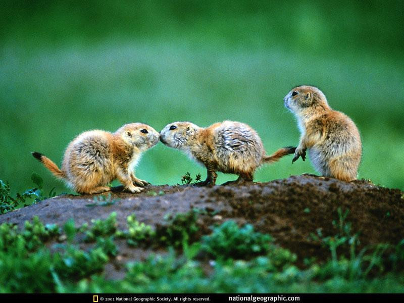 kissing-prairie-dogs-517835-sw (Medium)