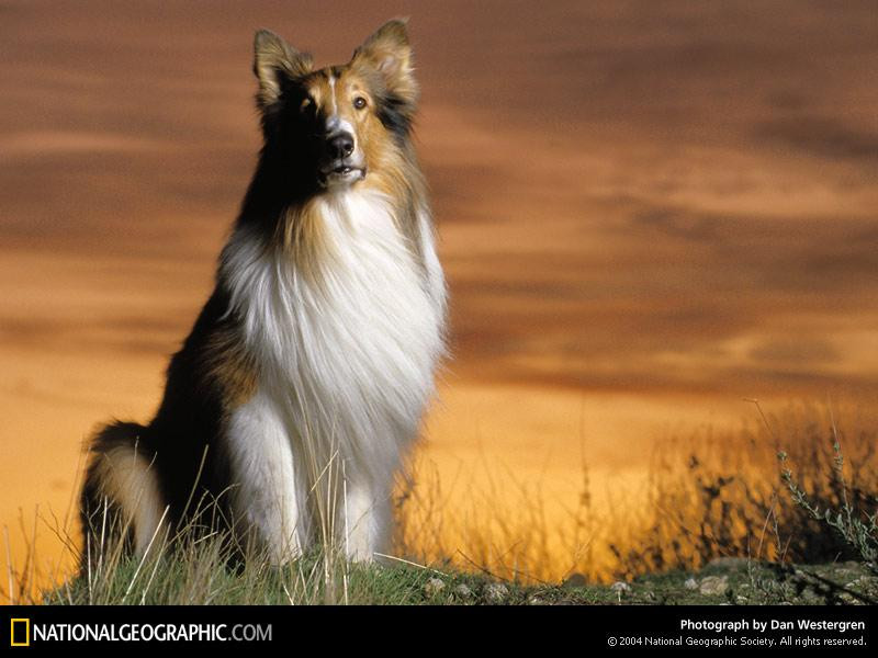 lassie-portrait-97768-sw (Medium)