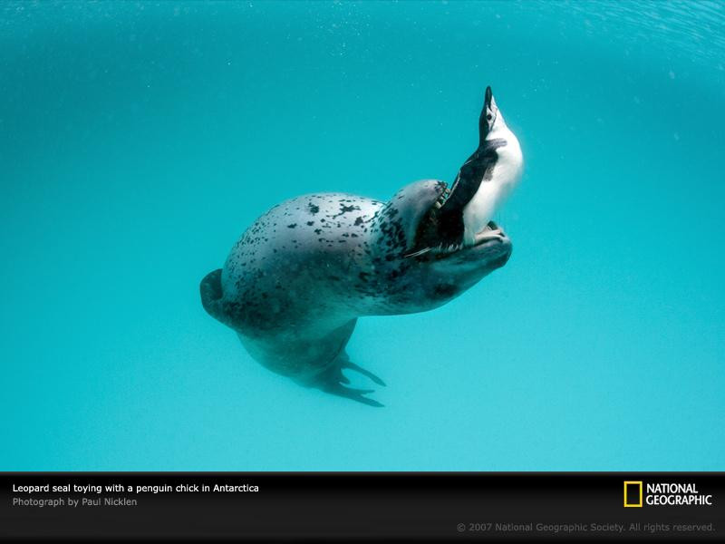 leopard-seal-with-penguin-1045588-sw (Medium)