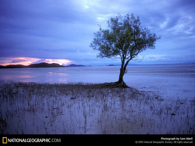 lone-mangrove-504165-sw (Medium)