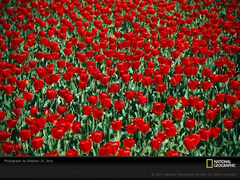 red-tulips-112340-sw (Medium)