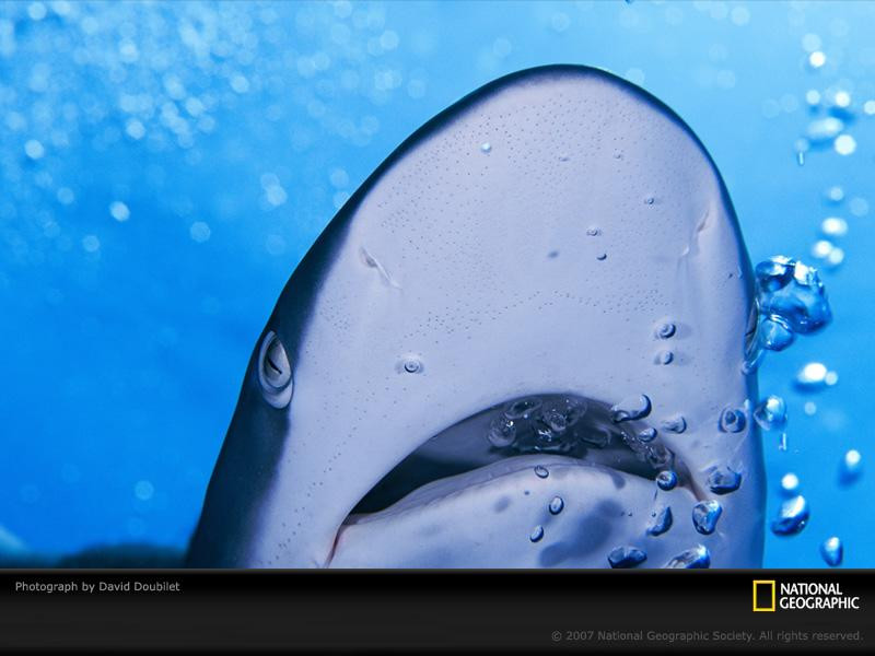 shark-and-bubbles-689679-sw (Medium)