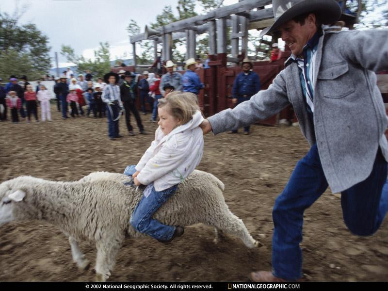 sheep-ride-484437-sw (Medium)