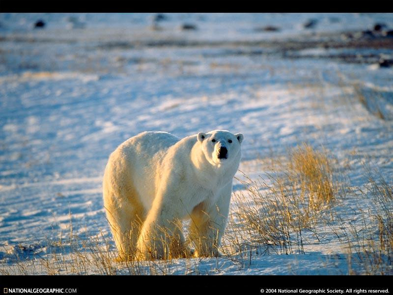 staring-polar-bear-492320-sw (Medium)