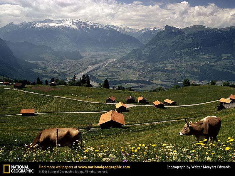 triesenberg-cows-198899-sw (Medium)