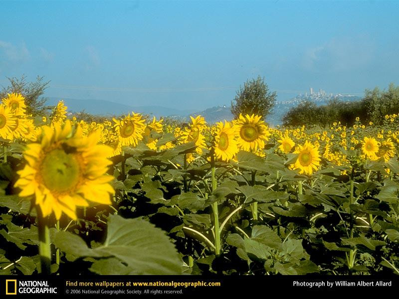 tuscan-sunflowers-741554-sw (Medium)