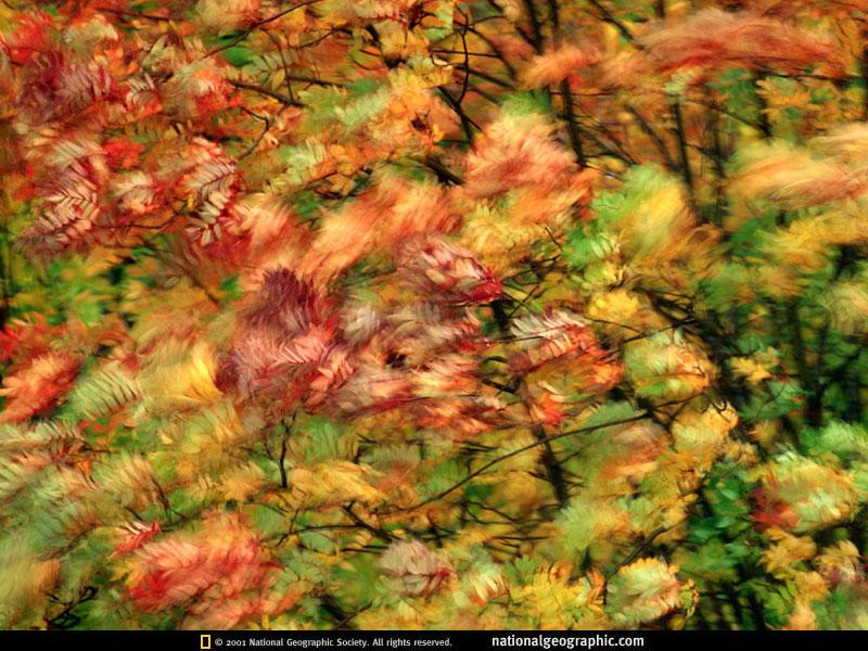 vermont-autumn-leaves-523360-sw (Medium)