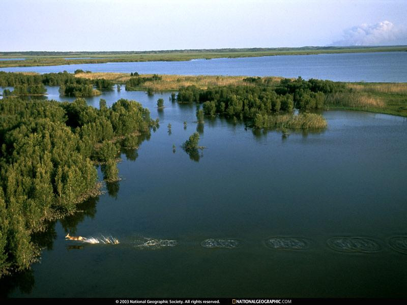 water-antelope-683921-sw (Medium)