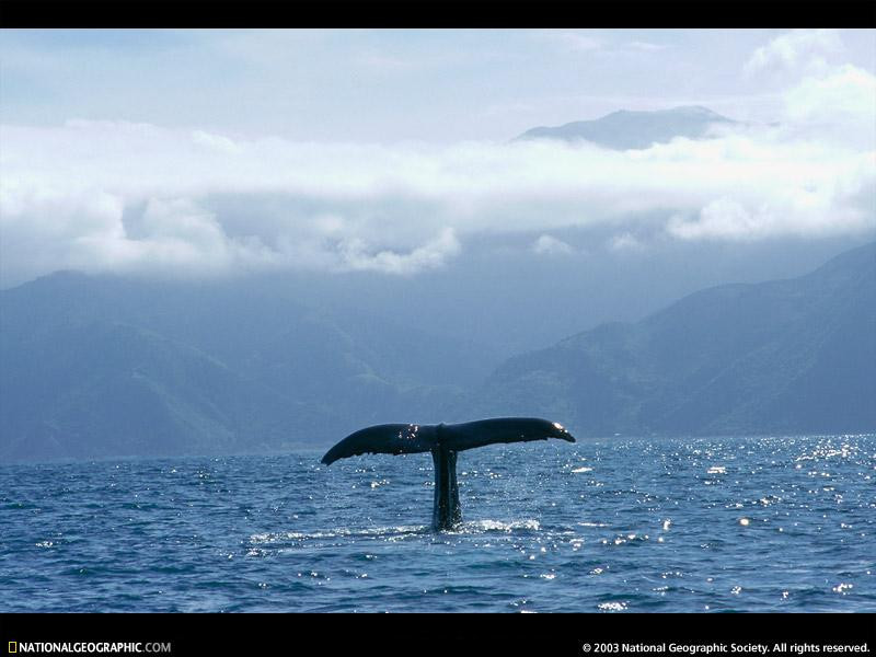 whale-tail-520726-sw (Medium)