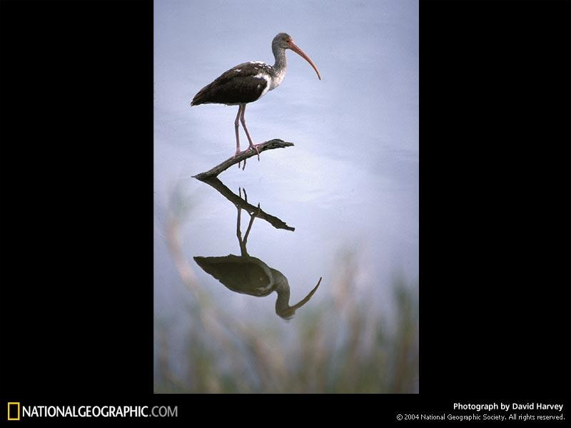 white-ibis-264051-sw (Medium)