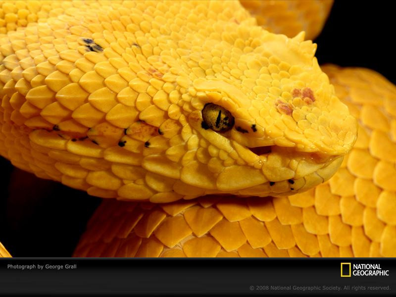 yellow-snake-grall-394838-sw (Medium)