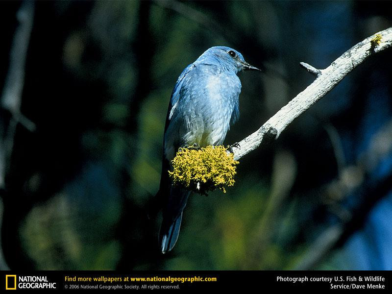 bluebird-on-twig (Medium)