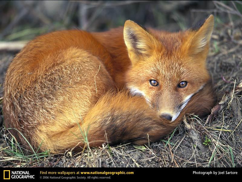 red-fox-sleeping (Medium)