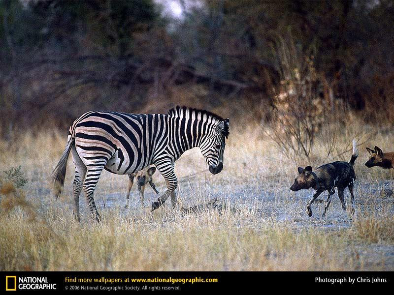 zebra-hyenas (Medium)