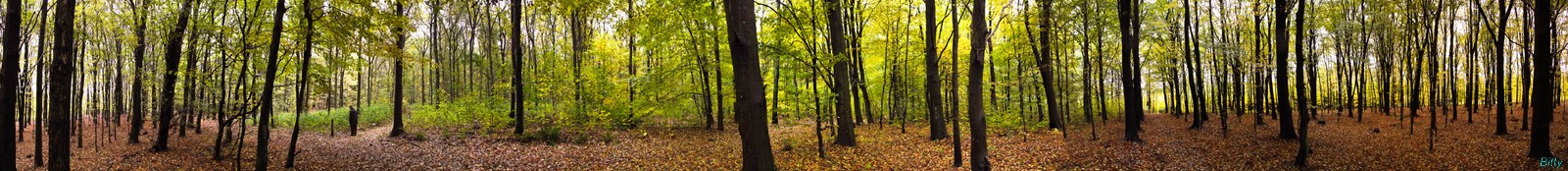 Erdő panorama1 Skov panorama, Dánia