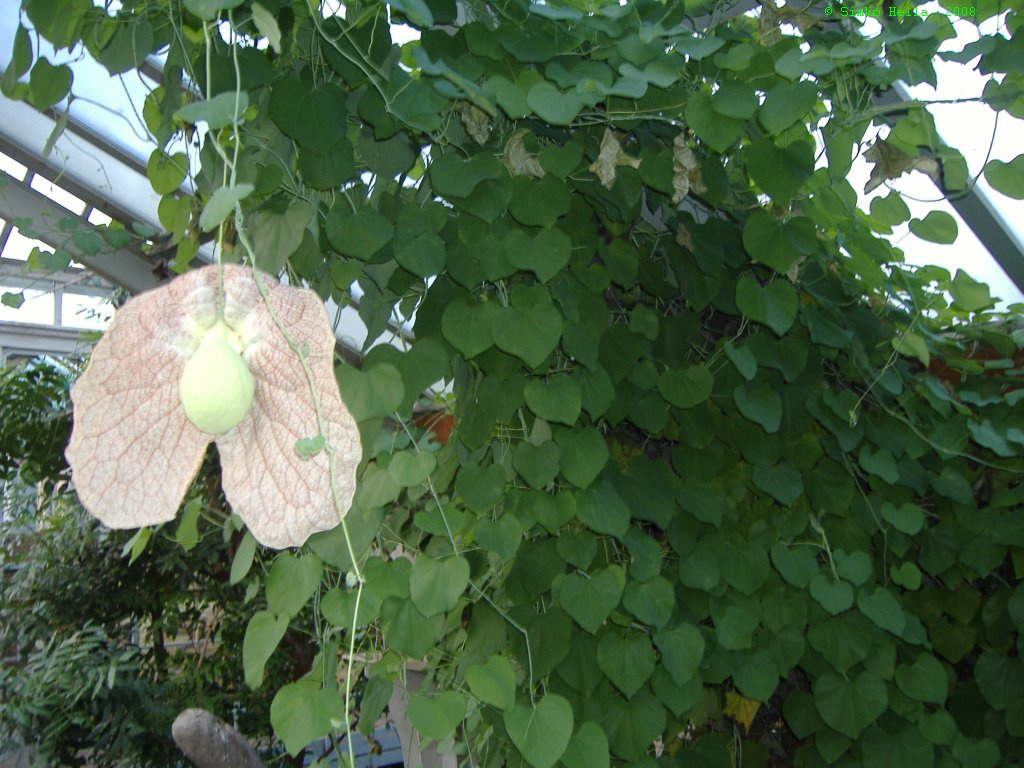 trópusi Aristolochia az Fővárosi Állatkertben