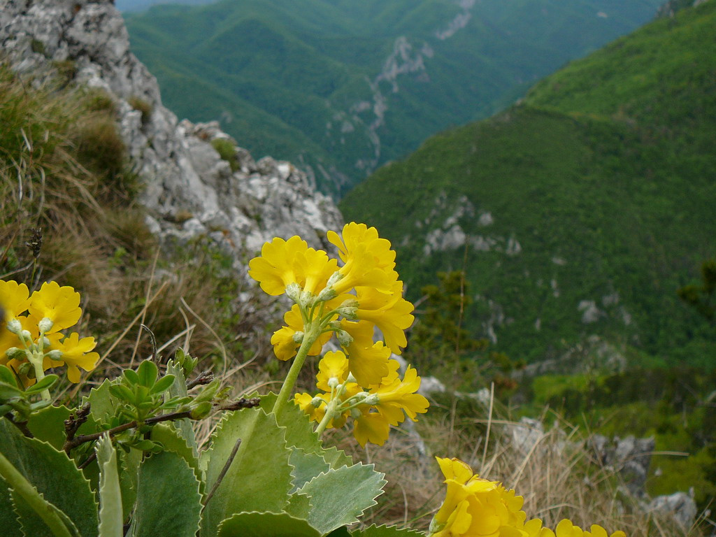 Erdely Herkulesfurdo tajkep 077