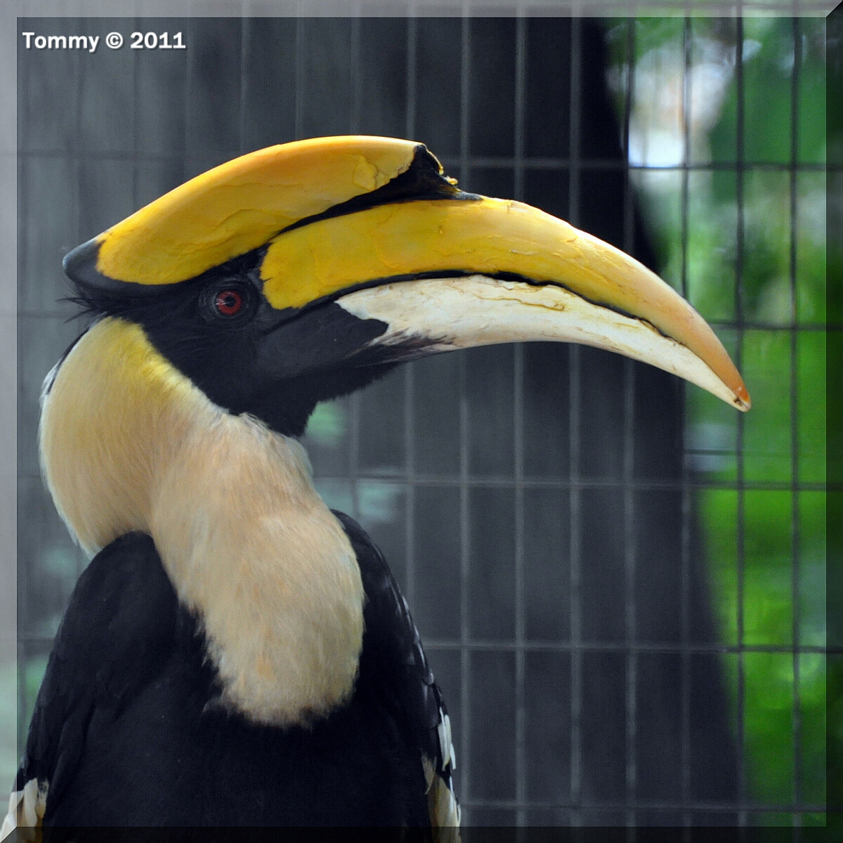 Great Hornbill