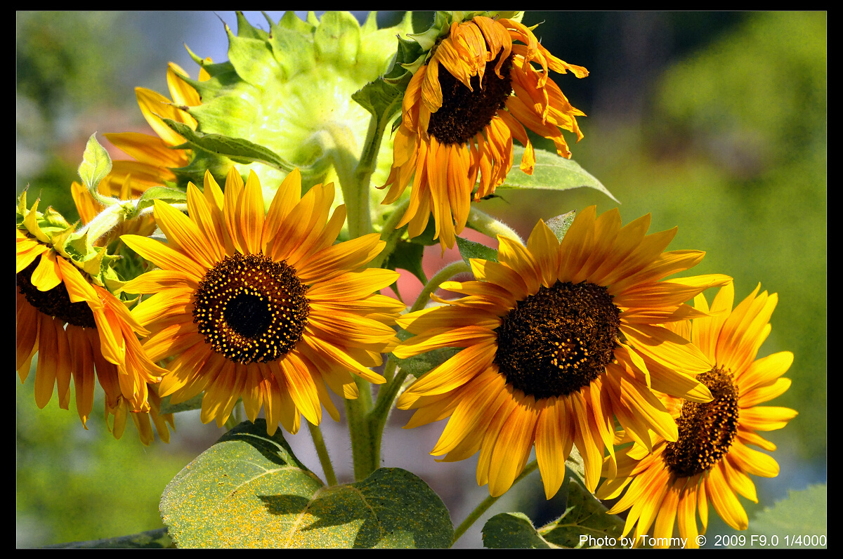 Sunflower's