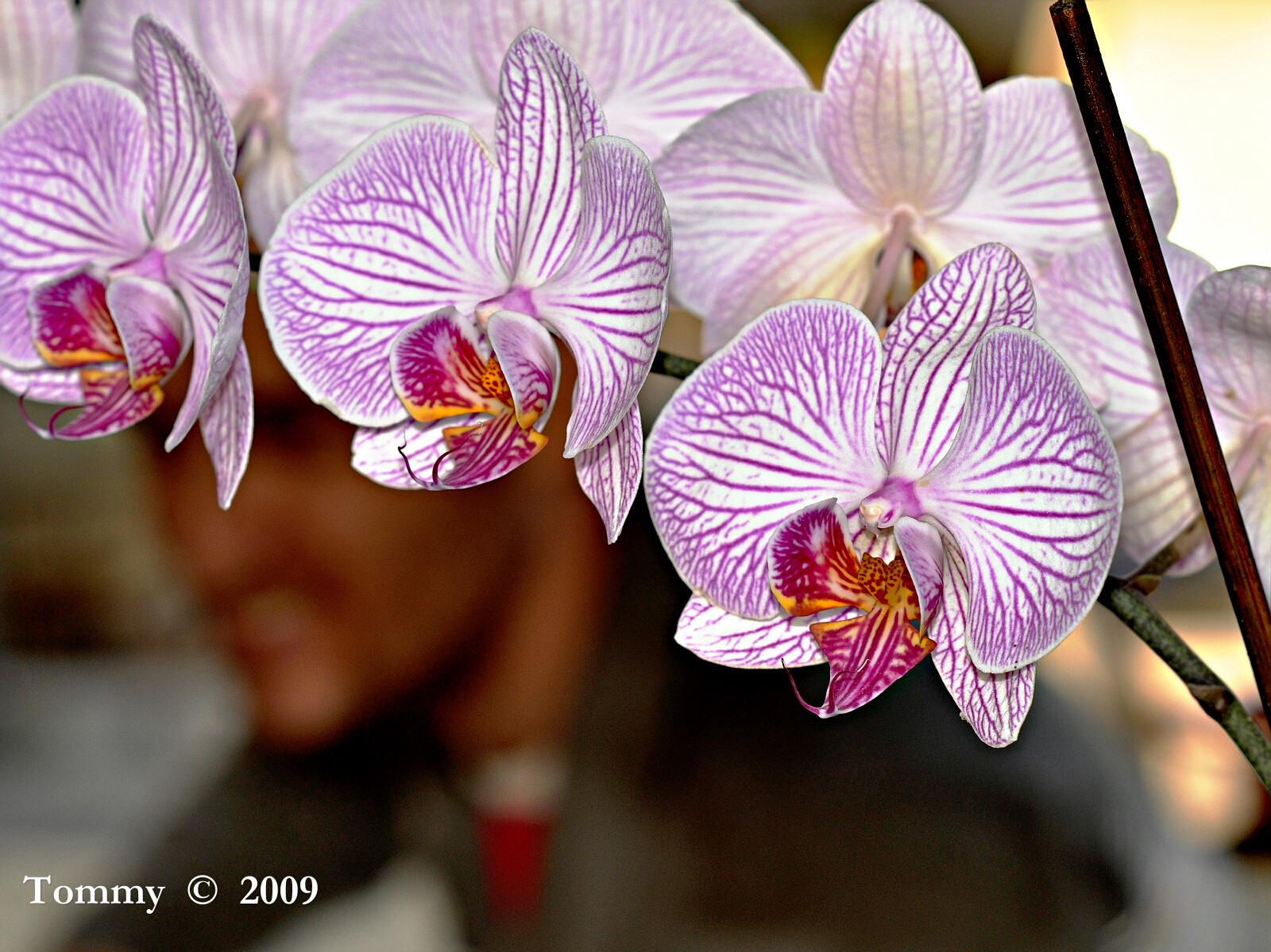 Orchids