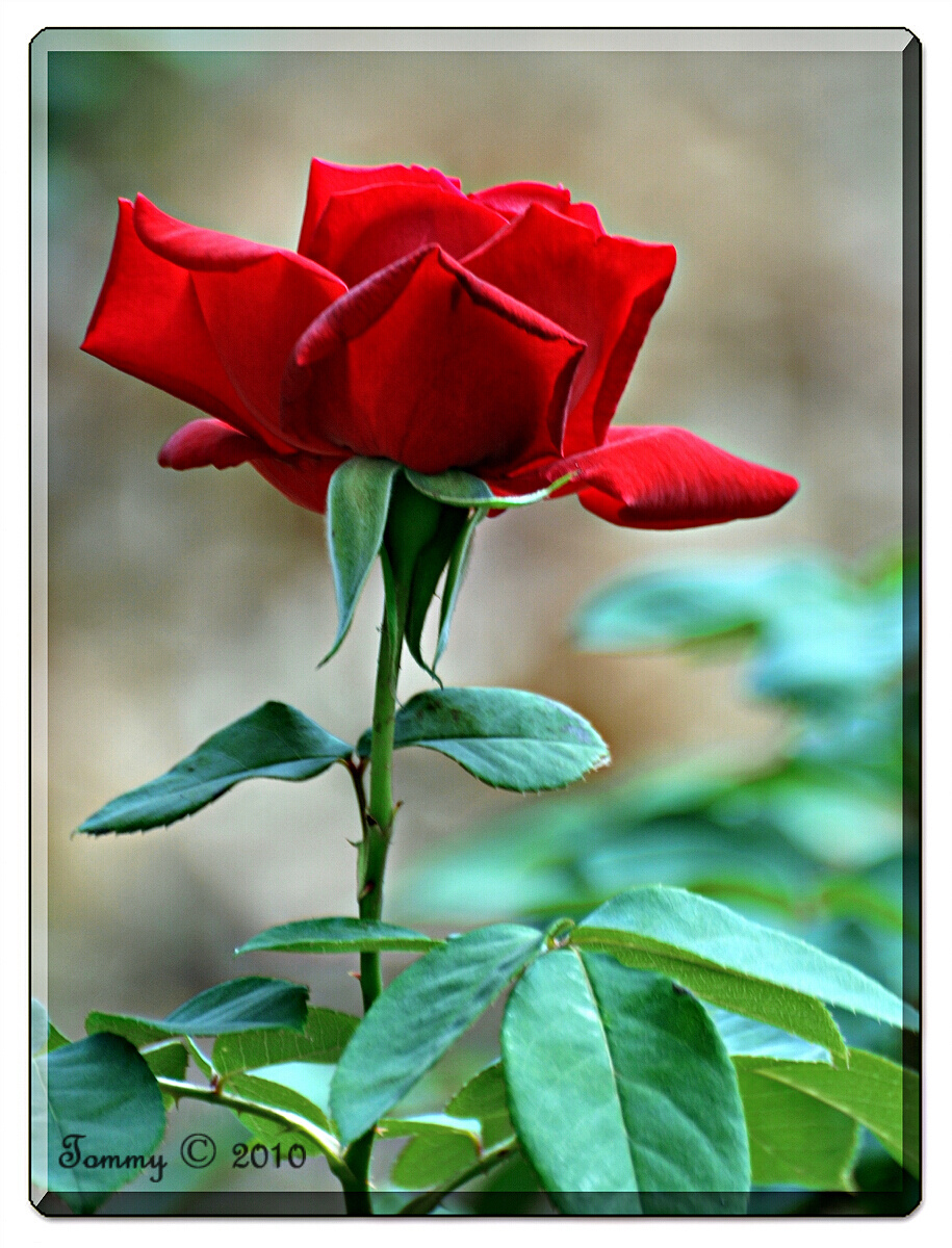 Red Rose