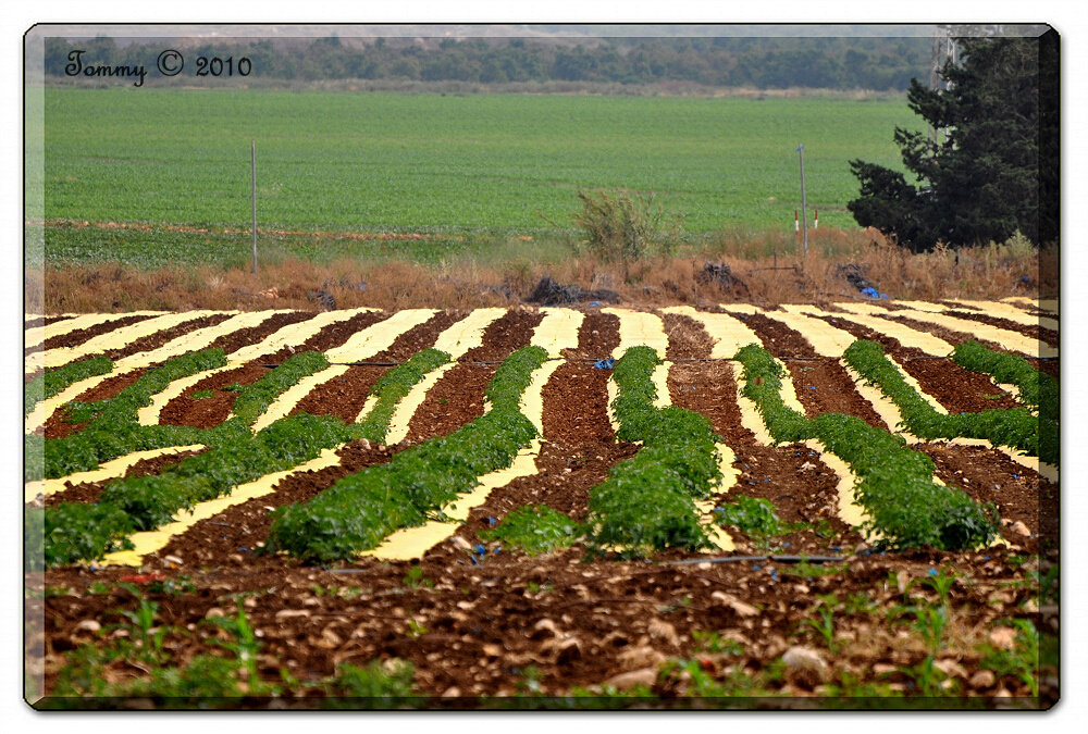 Tomato field