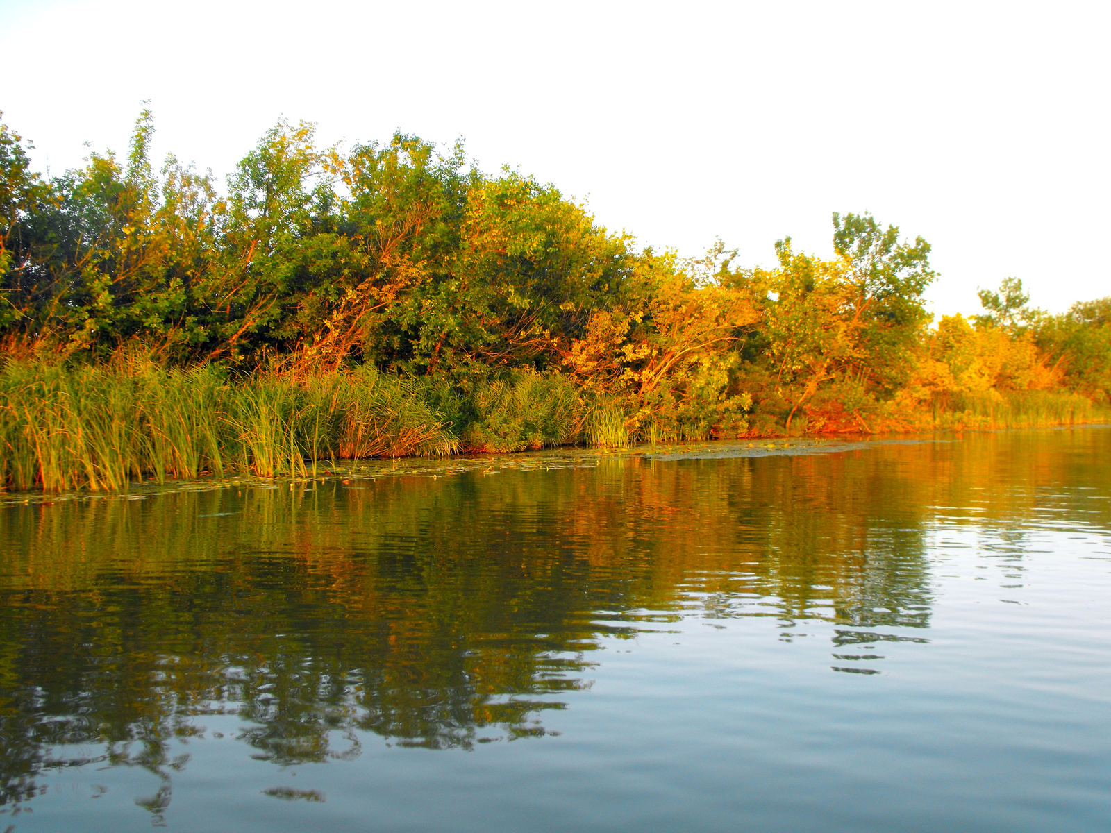 Tisza-tó.2009. nádas.